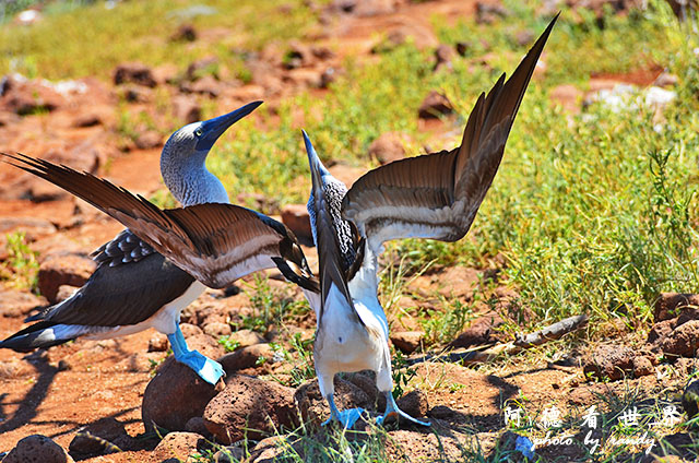 galapagos2 D7000 (89).JPG