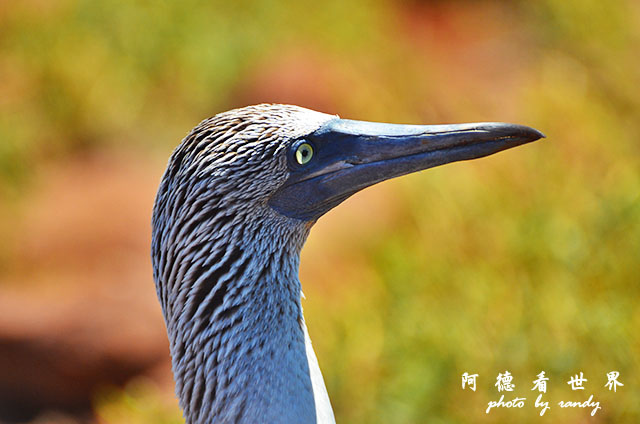 galapagos2 D7000 (83).JPG