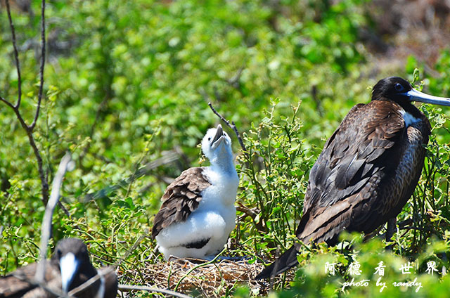 galapagos2 D7000 (128).JPG