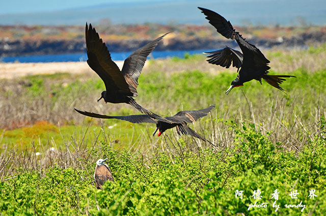 galapagos2 D7000 (114).JPG