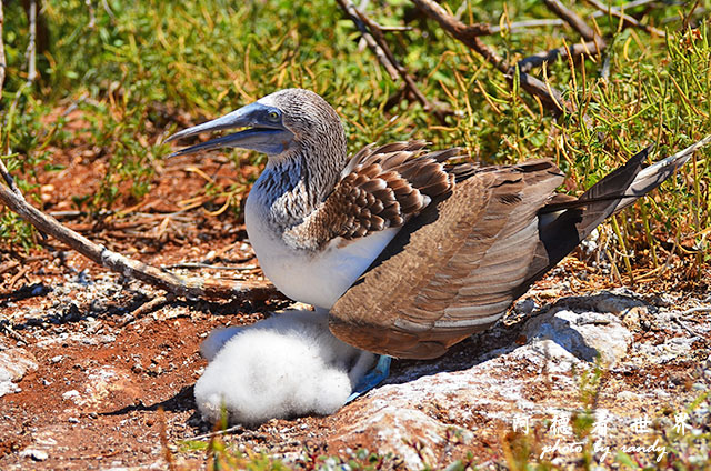 galapagos2 D7000 (97).JPG