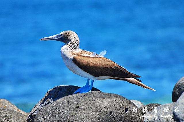 galapagos2 D7000 (140).JPG