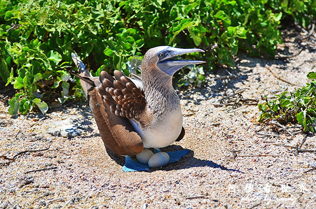 galapagos2 D7000 (132).JPG