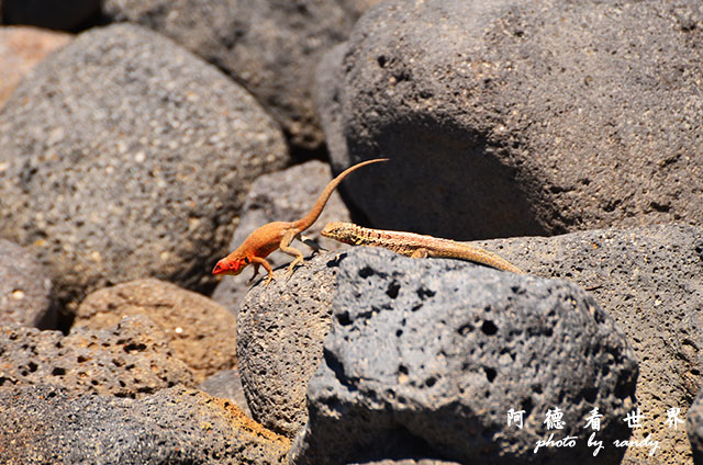 galapagos2 D7000 (145).JPG