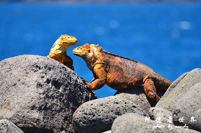 galapagos2 D7000 (147).JPG