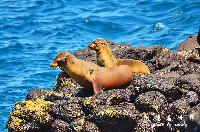 galapagos2 D7000 (168).JPG