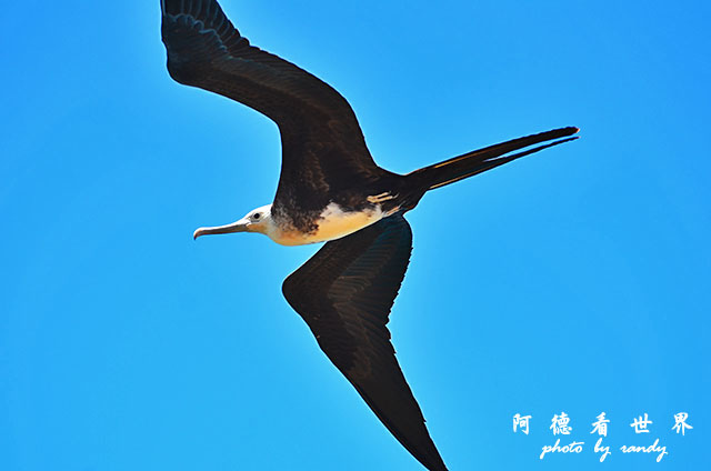 galapagos2 D7000 (159).JPG