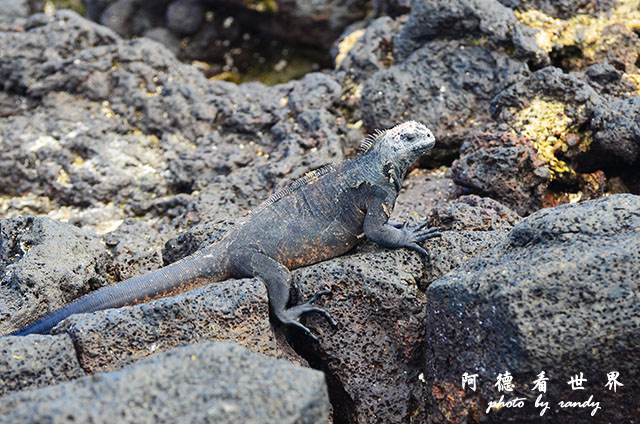 galapagos2 D7000 (183).JPG