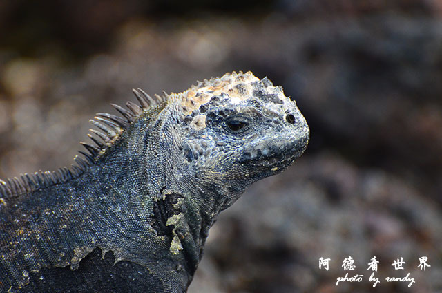 galapagos2 D7000 (184).JPG