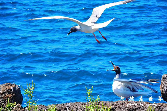 galapagos2P7700 032.JPG