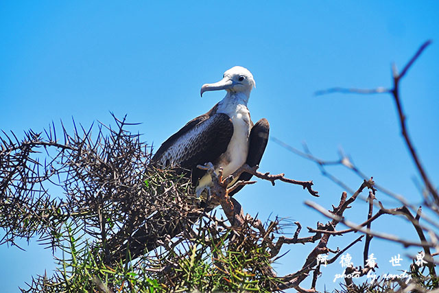 galapagos2P7700 079.JPG