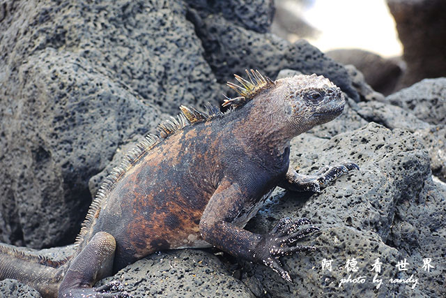 galapagos2P7700 133.JPG