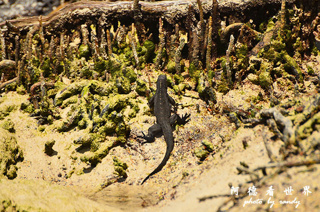 galapagos3D7000 080.JPG