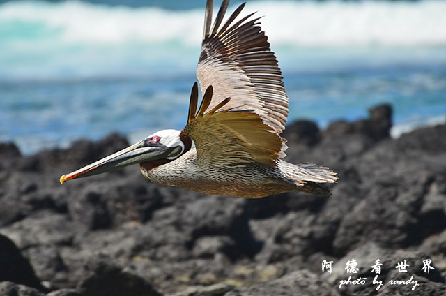 galapagos3D7000 090.JPG