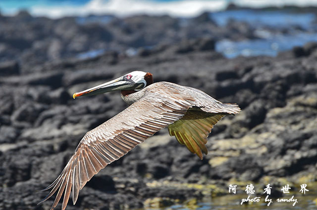 galapagos3D7000 091.JPG