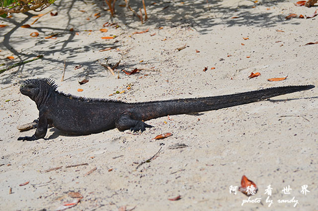 galapagos3D7000 096.JPG