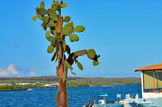 galapagos1D7000 023.JPG galapagos1D7000 023.JPG
