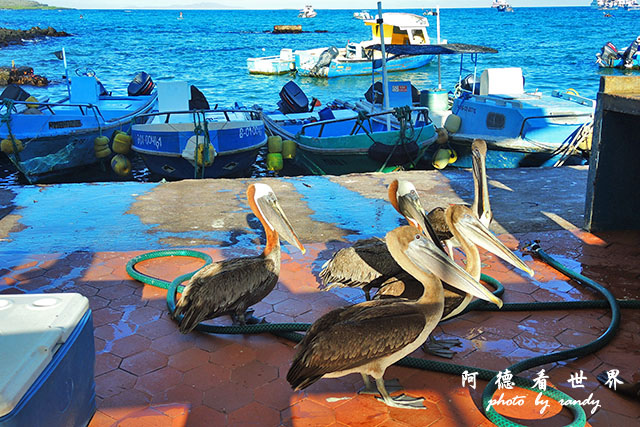 galapagos1P7700 118.JPG