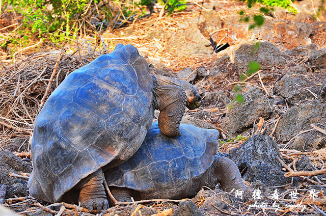 galapagos3D7000 120.JPG