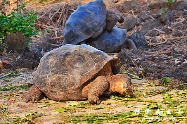 galapagos3D7000 119.JPG