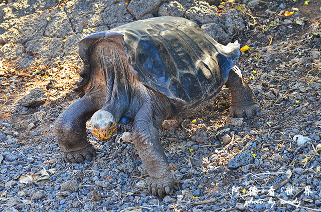 galapagos3D7000 151.JPG