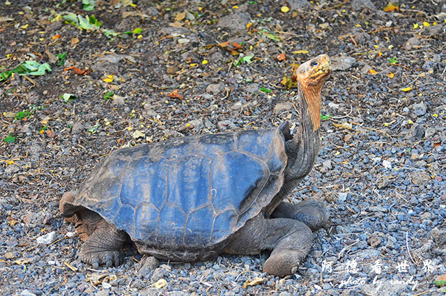 galapagos3D7000 159.JPG