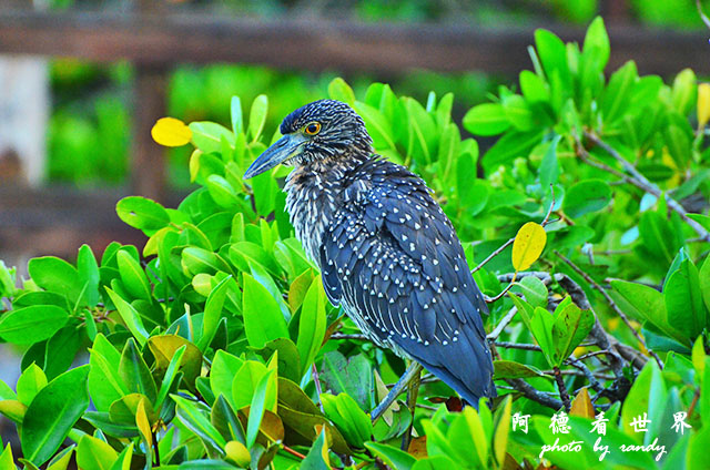 galapagos3D7000 176.JPG