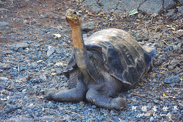 galapagos3P7700 157.JPG
