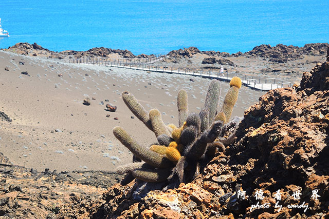 galapagos4P7700 038.JPG