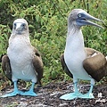 galapagoes5P7700 096.JPG