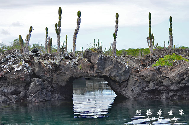 galapagos5D7000 048.JPG