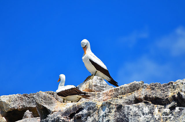 galapagos5D7000 028.JPG