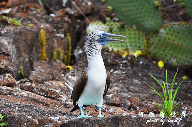 galapagos5D7000 066.JPG