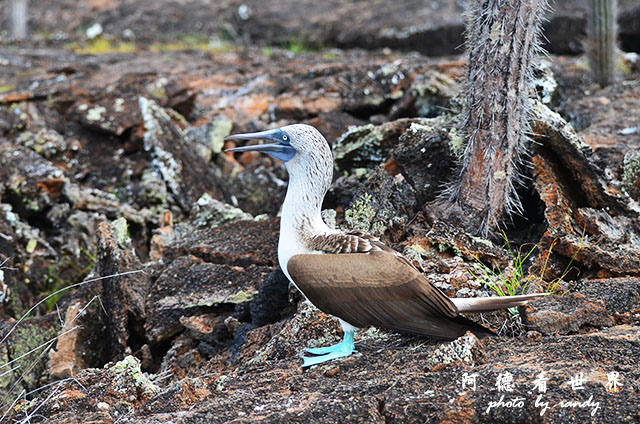 galapagos5D7000 069.JPG