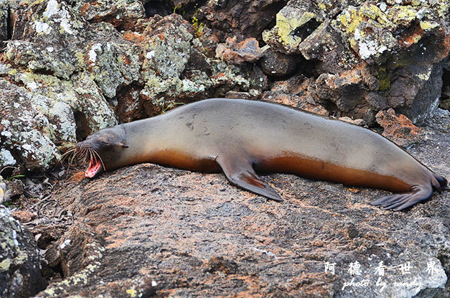 galapagos5D7000 084.JPG