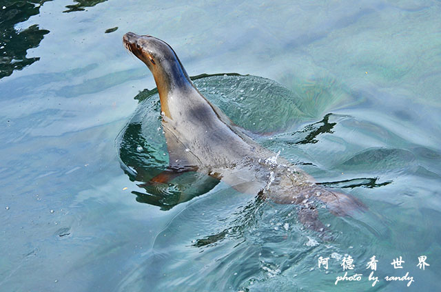 galapagos5D7000 079.JPG