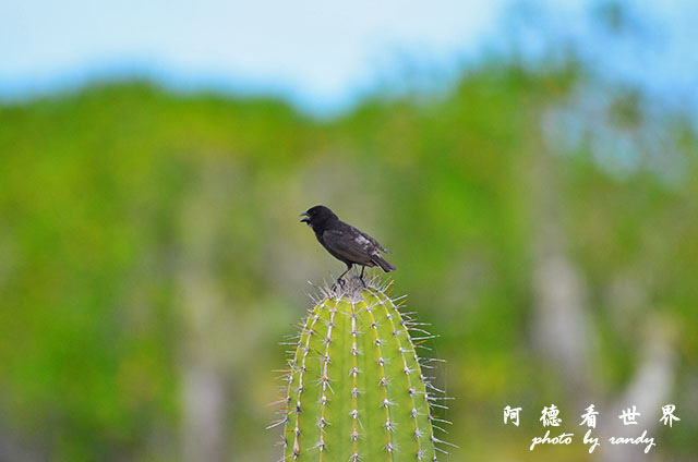 galapagos5D7000 086.JPG