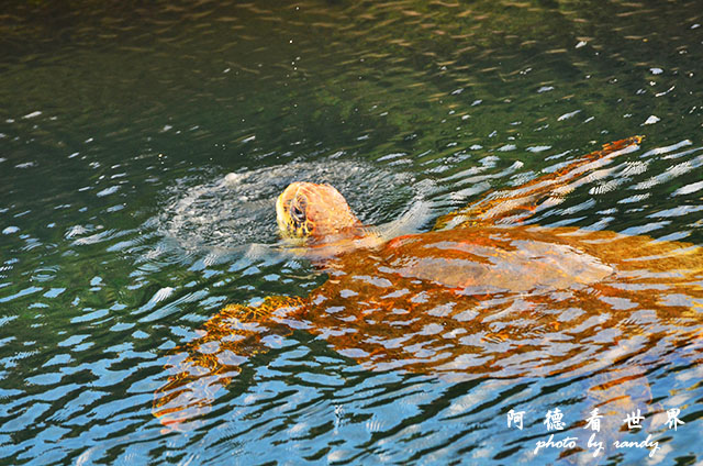 galapagos5D7000 103.JPG