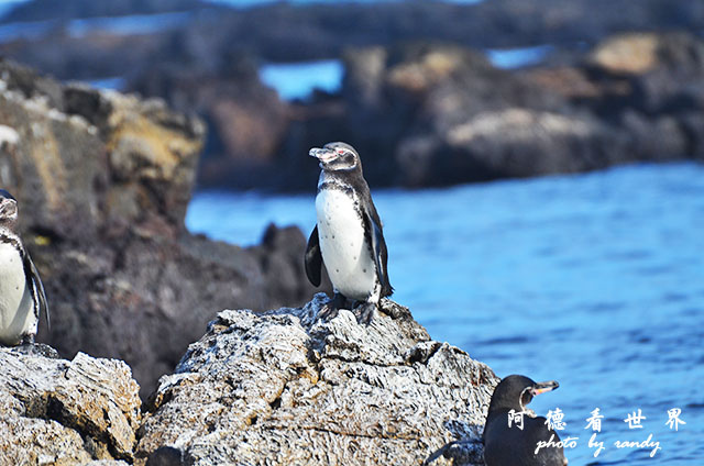 galapagos5D7000 120.JPG