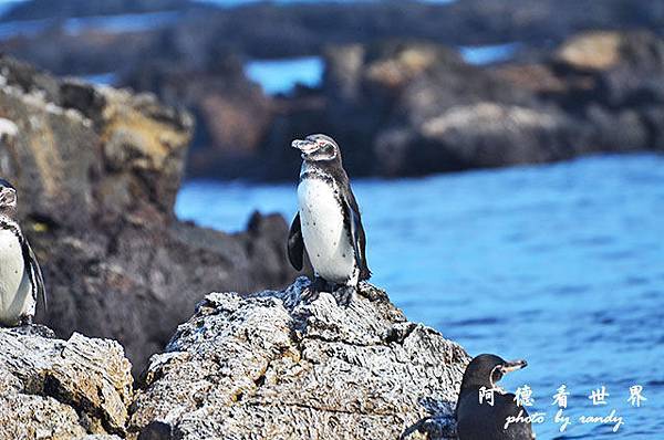 galapagos5D7000 120.JPG