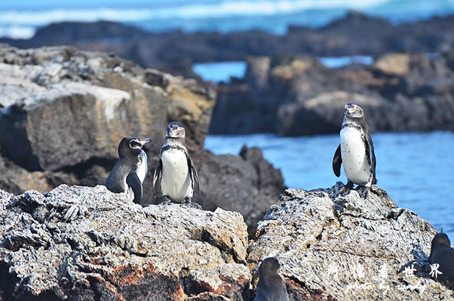 galapagos5D7000 119.JPG