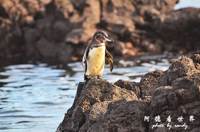 galapagos5D7000 130.JPG