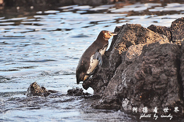 galapagos5D7000 127.JPG