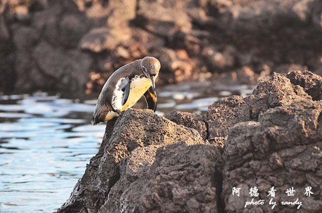 galapagos5D7000 129.JPG