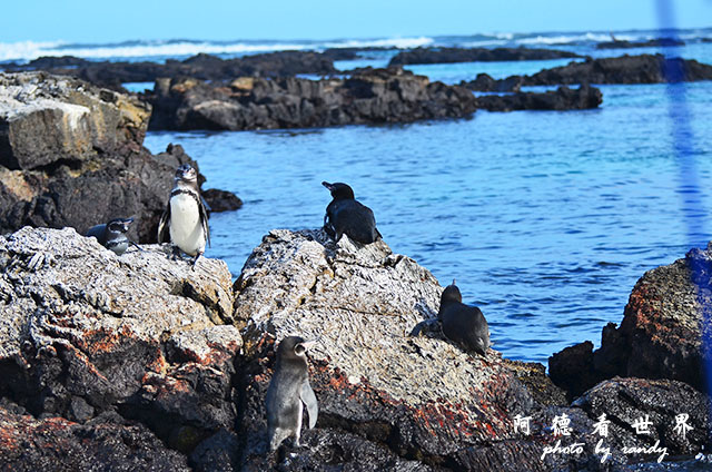 galapagos5D7000 138.JPG