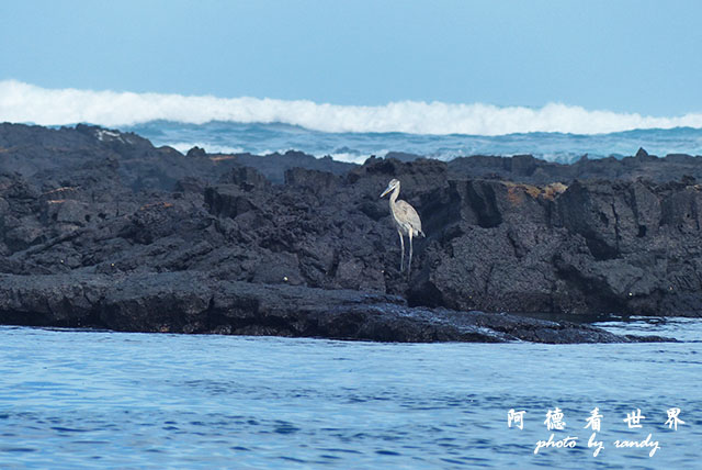 galapagos5FZ200 (14).JPG