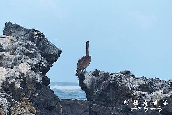 galapagos5FZ200 (15).JPG