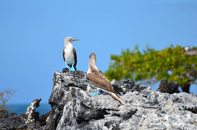 galapagos6D7000 012.JPG