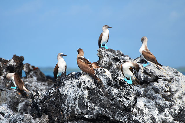 galapagos6D7000 011.JPG