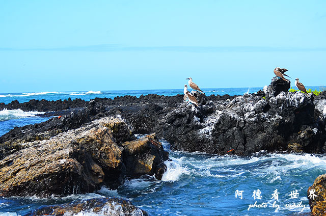 galapagos6D7000 025.JPG